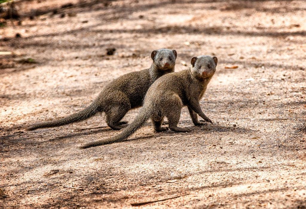 Honeyguide Tented Safari Camp - Khoka Moya Manyeleti viltreservat Exteriör bild