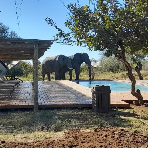 Honeyguide Tented Safari Camp - Khoka Moya Manyeleti viltreservat Exteriör bild