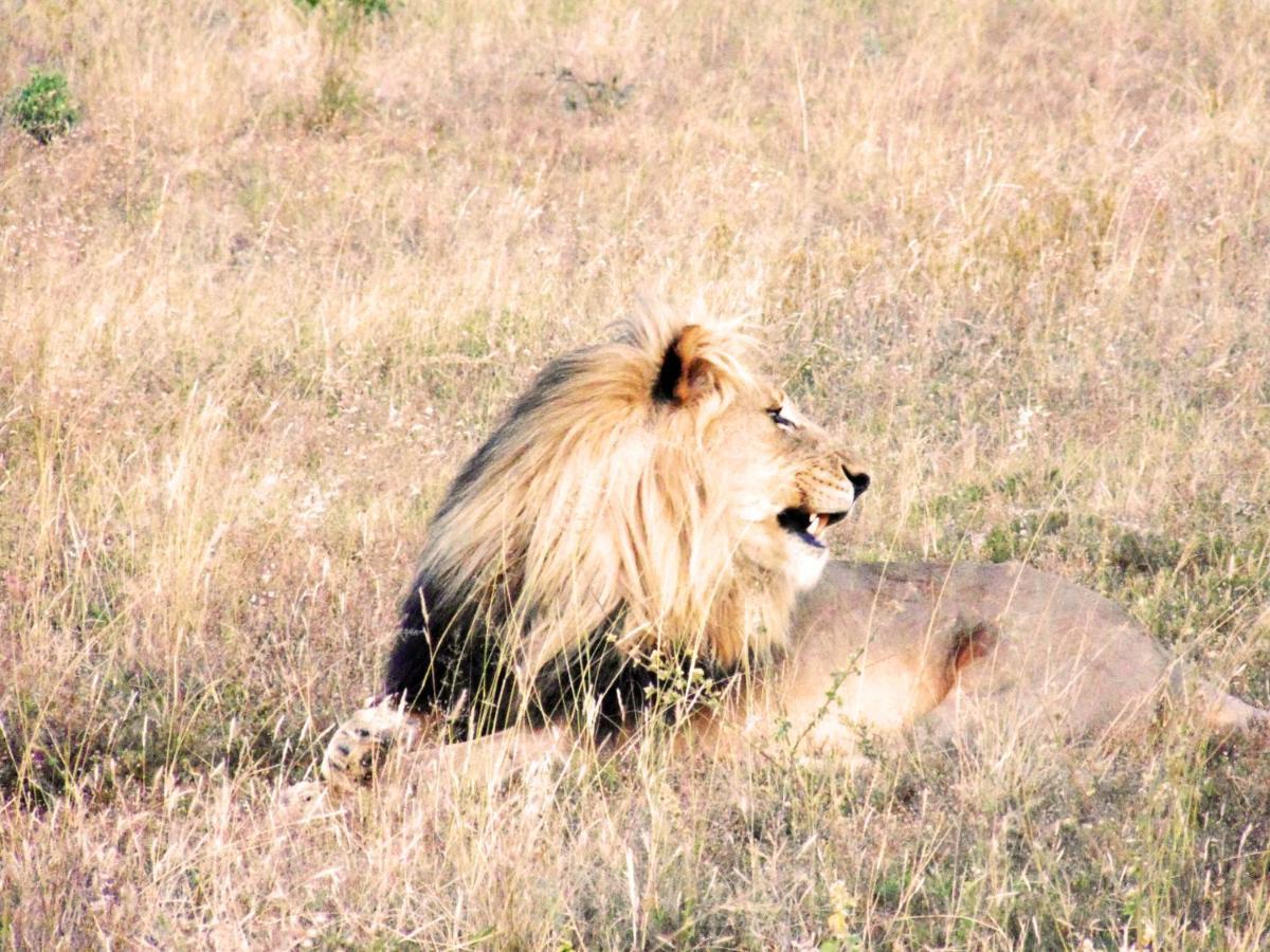 Honeyguide Tented Safari Camp - Khoka Moya Manyeleti viltreservat Exteriör bild