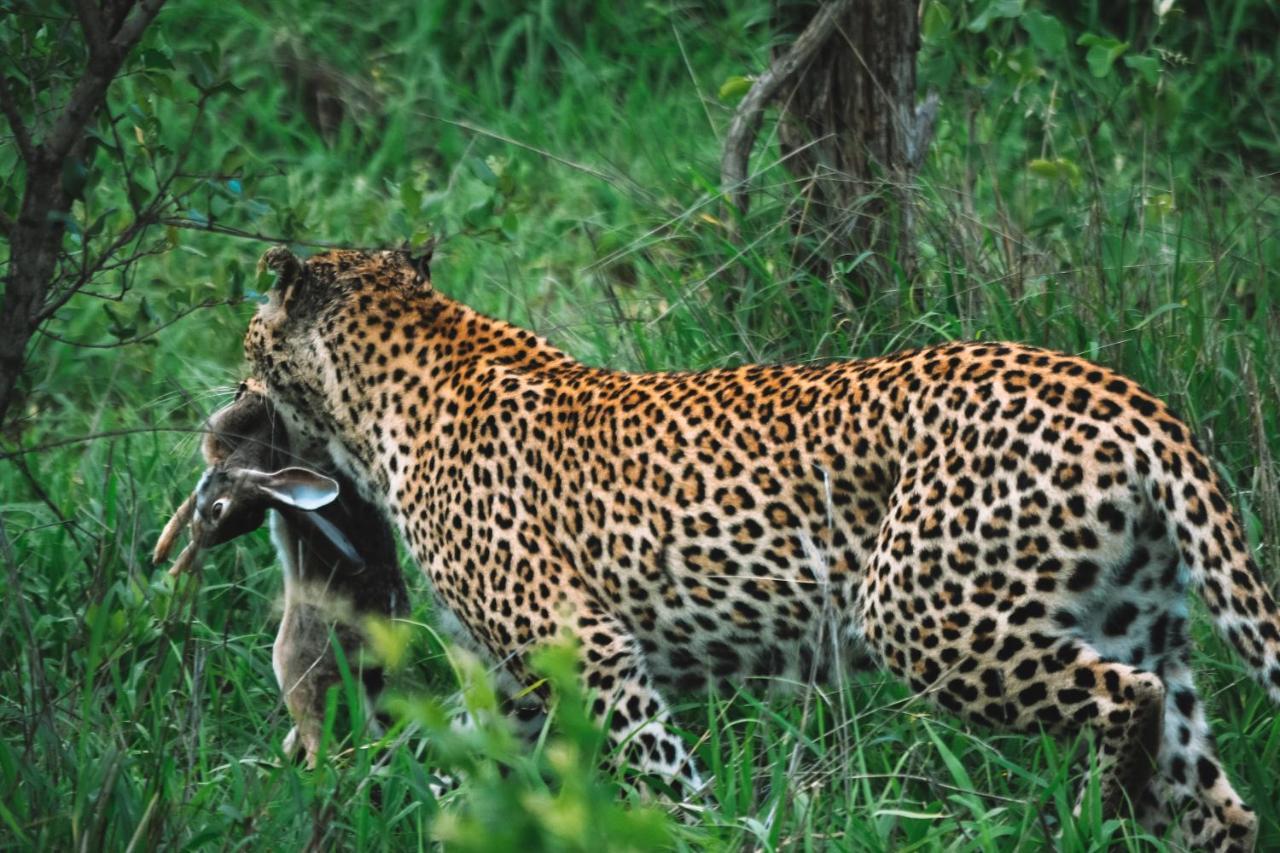 Honeyguide Tented Safari Camp - Khoka Moya Manyeleti viltreservat Exteriör bild
